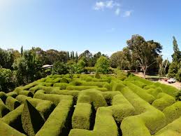 ashcombe maze and lavender gardens